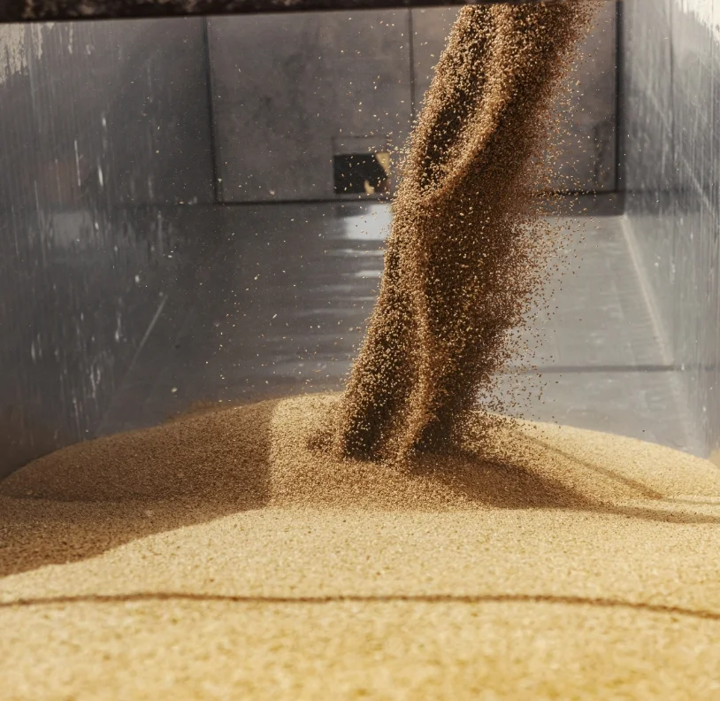 harvesting-ripe-wheat-stocking-into-container-husbandry